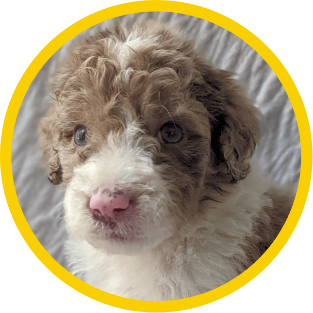 Goldendoodle Puppies for Sale Massachusetts - American Goldendoodle