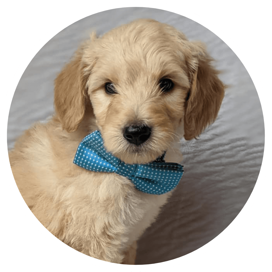 F1B Goldendoodle Puppy